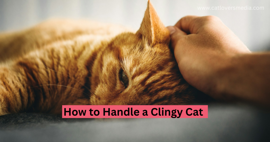 handle a needy cat