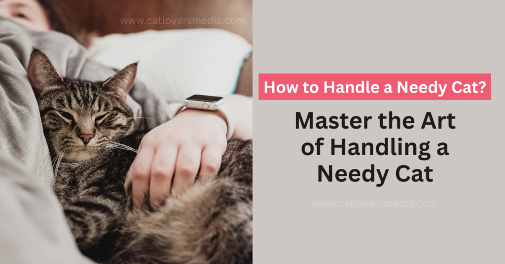 How to handle a needy cat