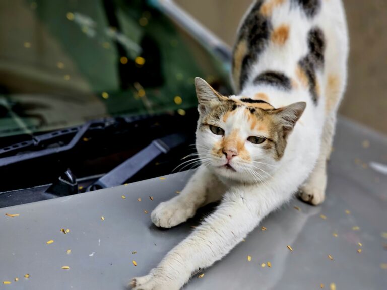 Cat Kneading